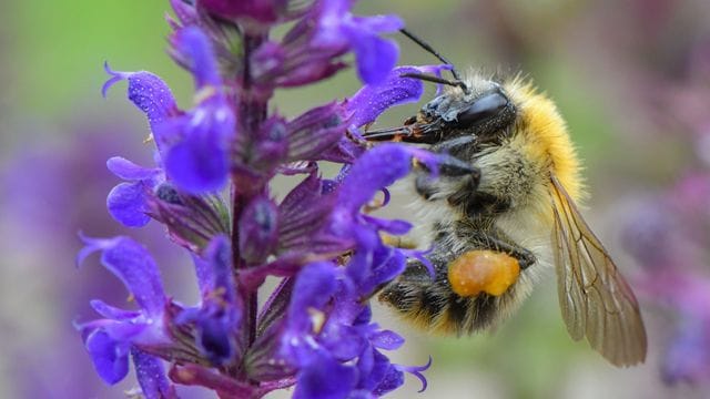 Ackerhummel