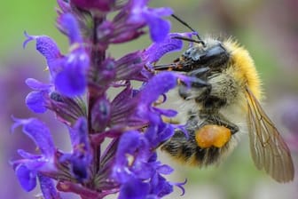 Ackerhummel