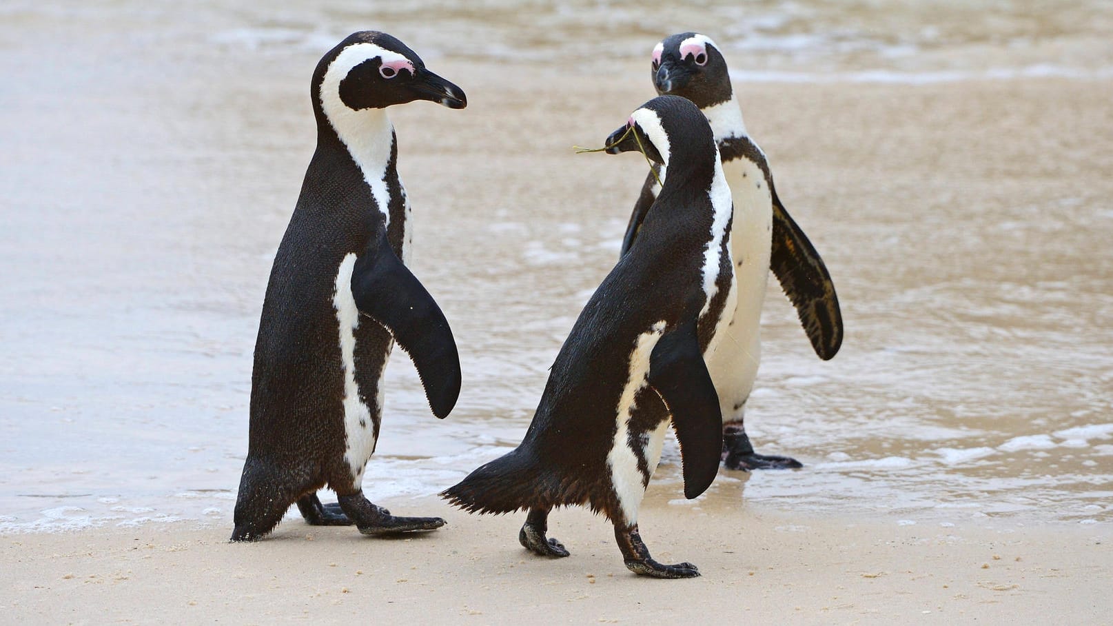 Eine Gruppe Brillenpinguine an einem Strand bei Kapstadt: In der südafrikanischen Touristenmetropole sind 64 der Vögel wohl von einem Bienenschwarm getötet worden.