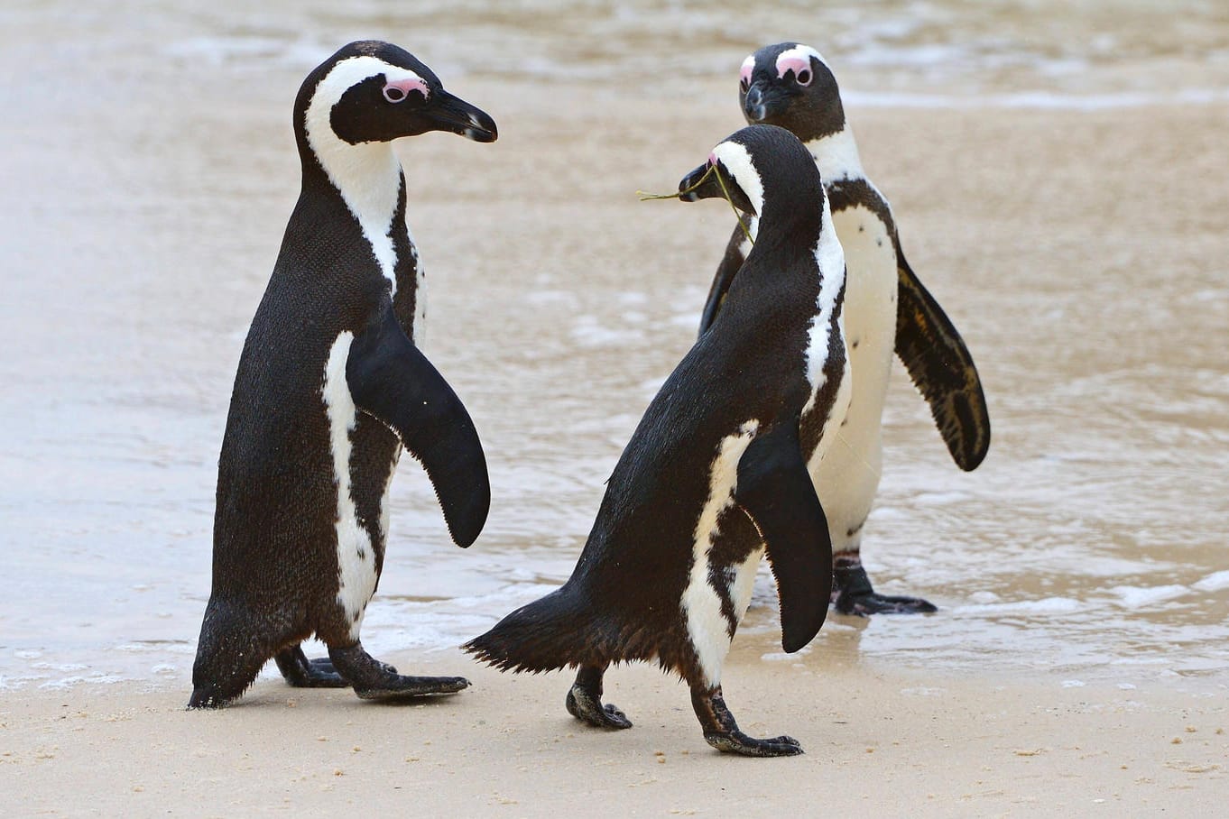 Eine Gruppe Brillenpinguine an einem Strand bei Kapstadt: In der südafrikanischen Touristenmetropole sind 64 der Vögel wohl von einem Bienenschwarm getötet worden.