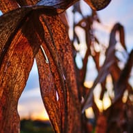 Ein vertrocknetes Maisfeld im Abendlicht (Symbolbild): Schon jetzt kämpfen weltweit viele Ackerwirte mit zunehmender Trockenheit.