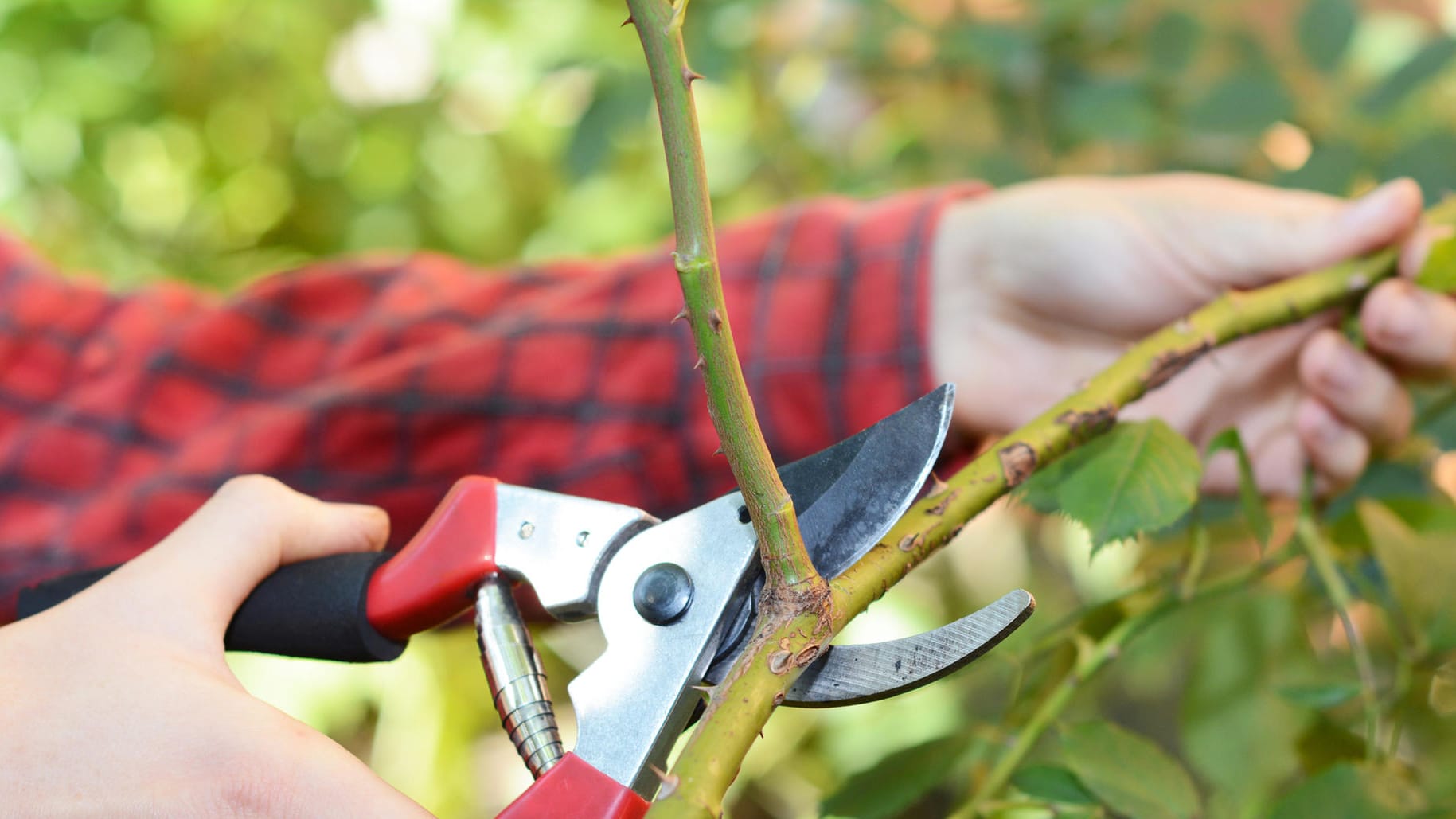 Rückschnitt: Einige Sträucher benötigen nach der Blüte einen Pflegeschnitt.