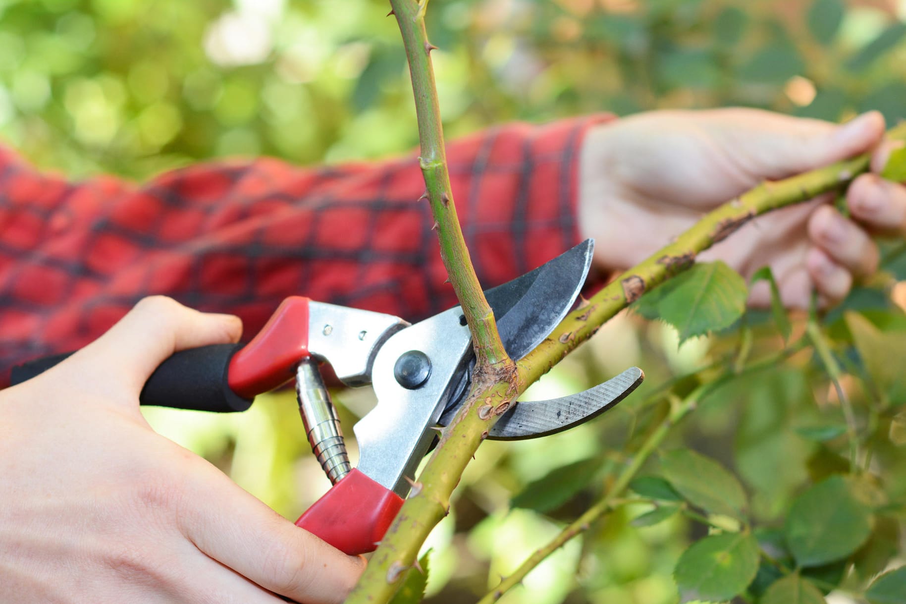 Rückschnitt: Einige Sträucher benötigen nach der Blüte einen Pflegeschnitt.