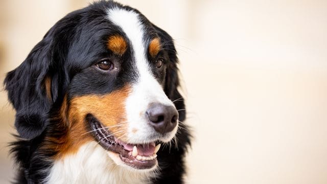 Spürhund Spürhund