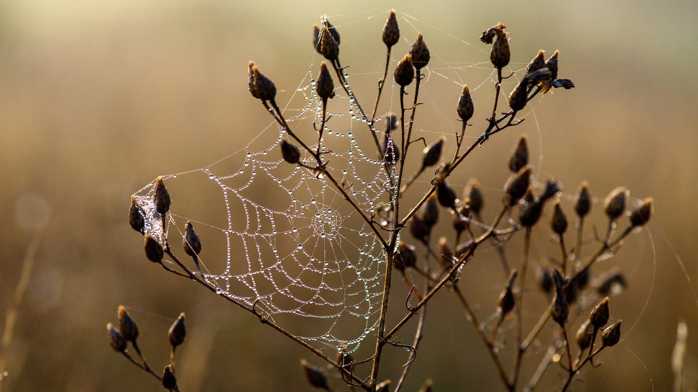 Natürliche Herbstdekoration: Etwas Unordnung im Garten bietet Insekten und Spinnen die Gelegenheit, sich breit zu machen.