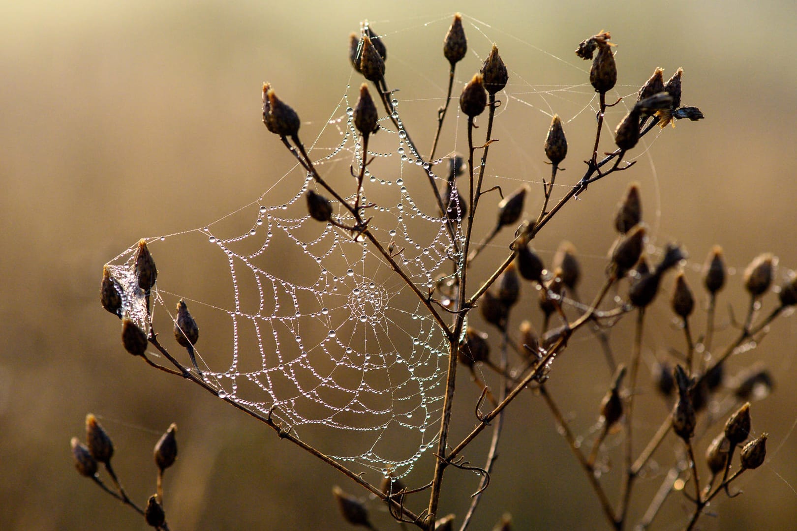 Natürliche Herbstdekoration: Etwas Unordnung im Garten bietet Insekten und Spinnen die Gelegenheit, sich breit zu machen.