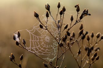 Natürliche Herbstdekoration: Etwas Unordnung im Garten bietet Insekten und Spinnen die Gelegenheit, sich breit zu machen.