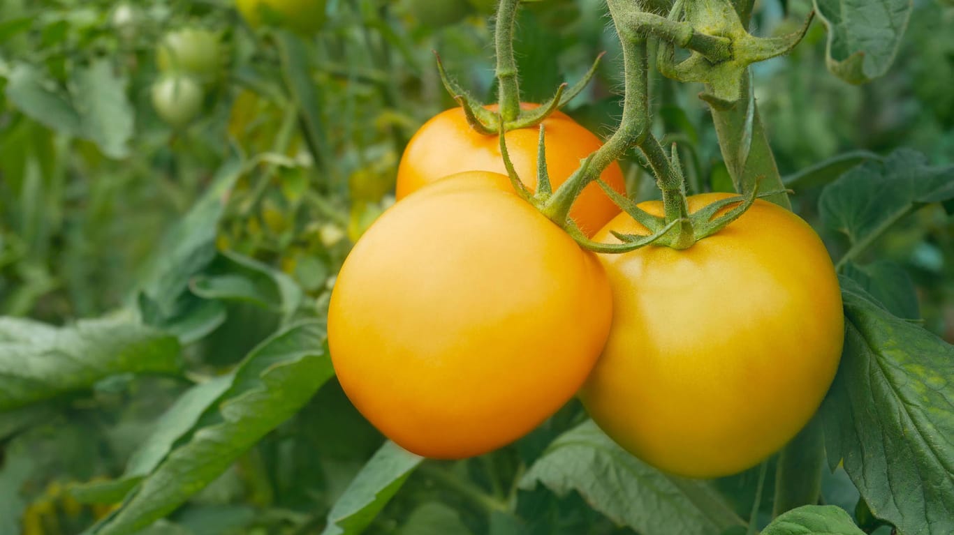 Gelbe Tomaten: Sie werden dank einiger Tricks trotzdem reif.