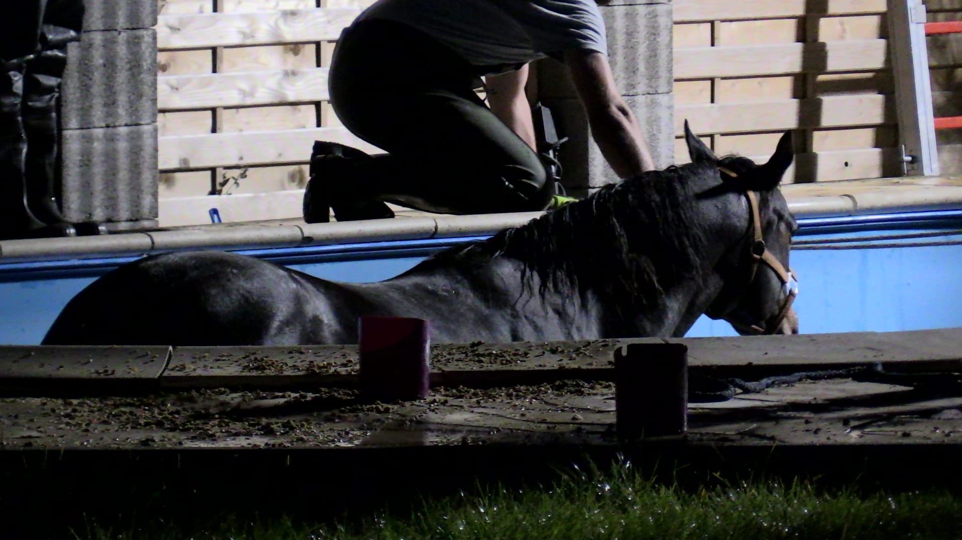 Pferd in einem Pool: Das Tier wurde mit einem Radlader rausgehoben.