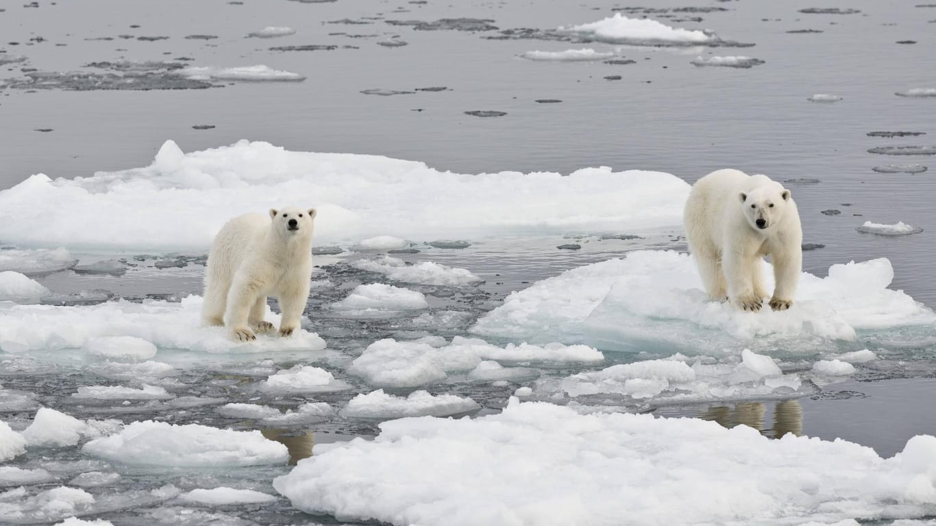 Eisbären in der Arktis: Ein neuer Bericht warnt vor den Folgen der Klimakrise.
