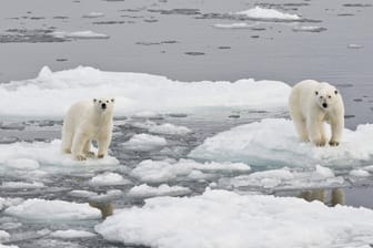 Eisbären in der Arktis: Ein neuer Bericht warnt vor den Folgen der Klimakrise.