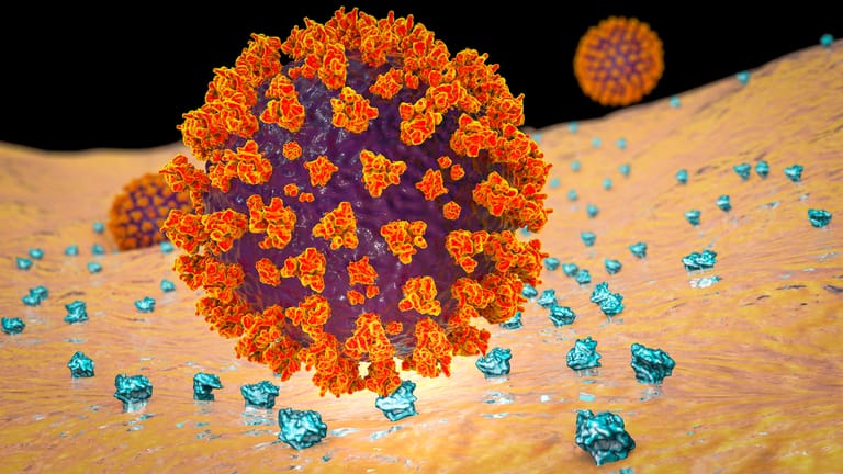 Darstellung von Coronaviren, die sich an menschliche Zellen binden: Dafür ist das Spike-Protein essenziell.