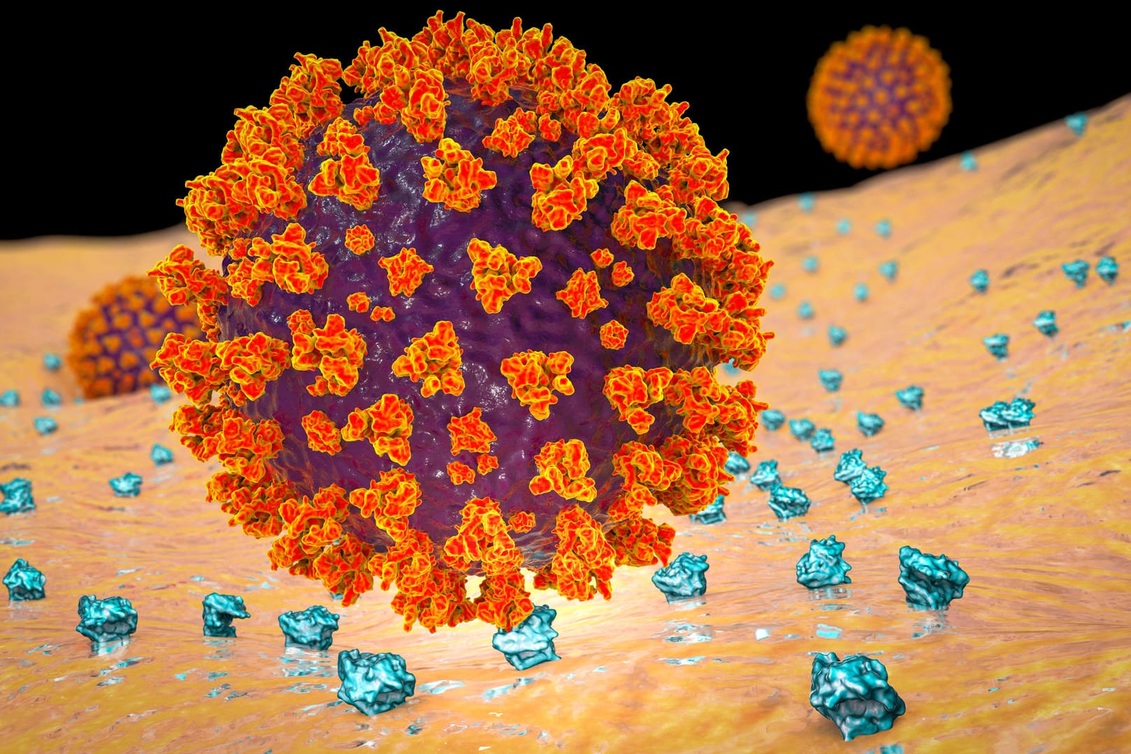 Darstellung von Coronaviren, die sich an menschliche Zellen binden: Dafür ist das Spike-Protein essenziell.