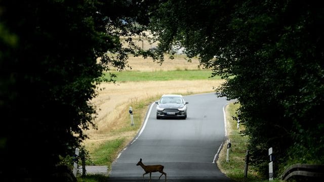 Achtung Reh! Jetzt schön langsam fahren und mit Nachzüglern im Wildwechsel rechnen.