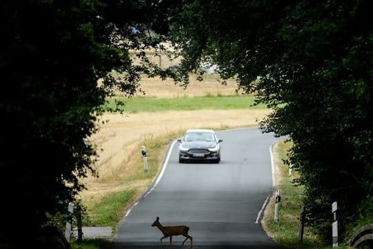 Achtung Reh! Jetzt schön langsam fahren und mit Nachzüglern im Wildwechsel rechnen.