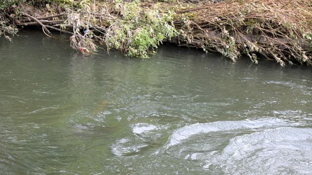 Tuffi-Elefantenstein auf Tauchstation in der Wupper