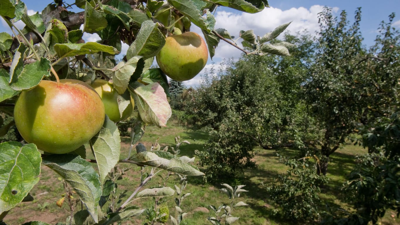 Apfelbaum: Obstdiebstahl ärgert vor allem Bauern.