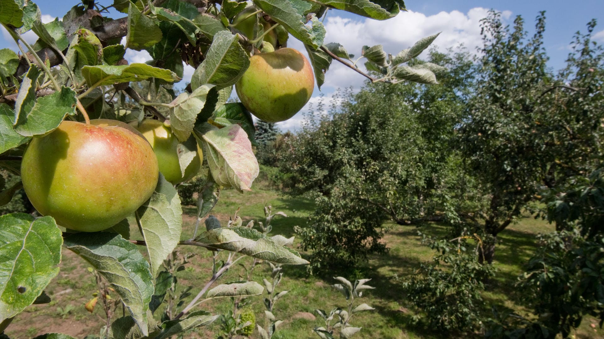 Apfelbaum: Obstdiebstahl ärgert vor allem Bauern.