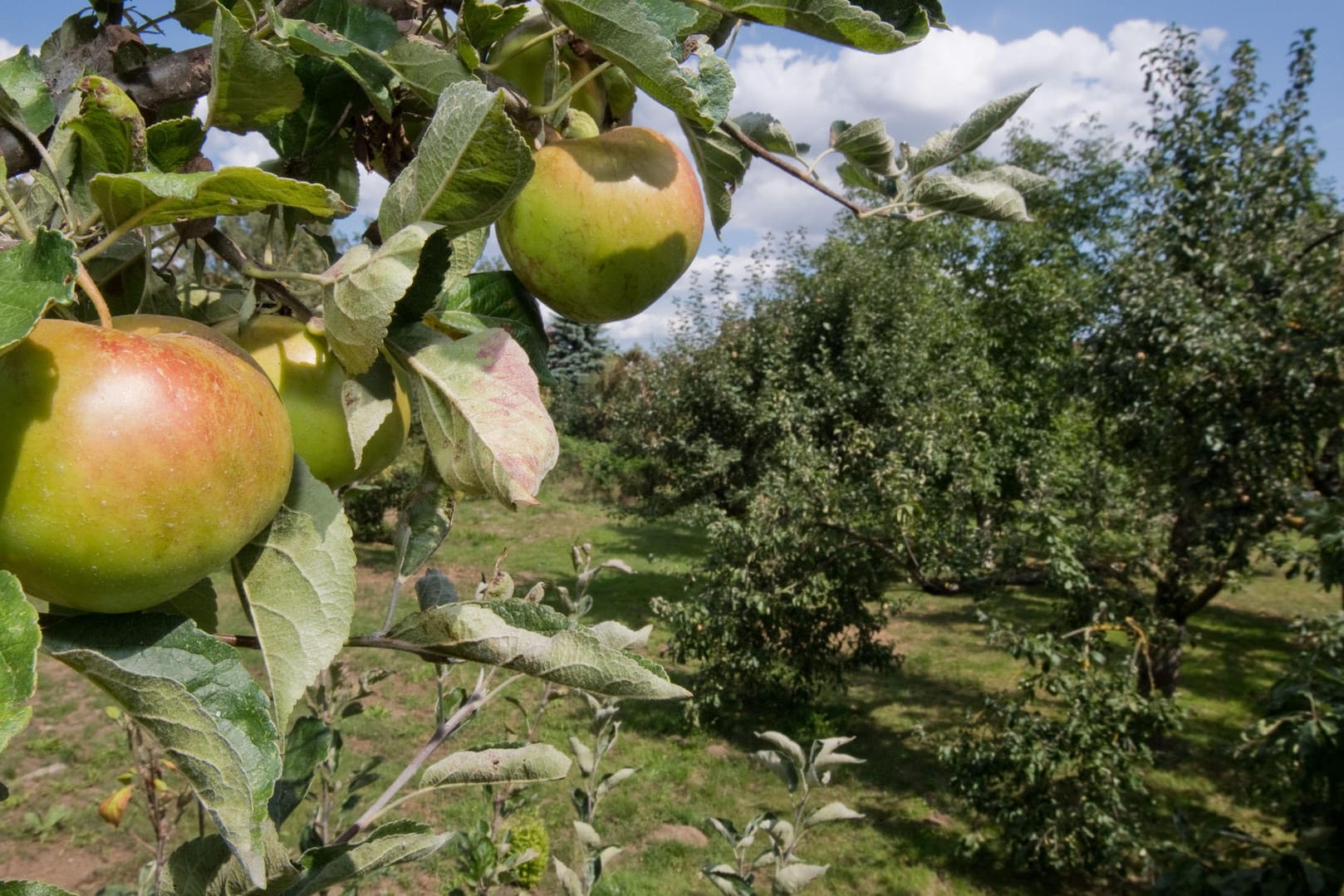 Apfelbaum: Obstdiebstahl ärgert vor allem Bauern.