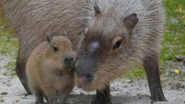 Wasserschwein-Vater Anton mit einem seiner Babys: Mit Wasserschwein-Dame Pünktchen sorgt er für die Fünflinge. Wasserschwein-Vater Anton mit einem seiner Babys: Mit Wasserschwein-Dame Pünktchen sorgt er für die Fünflinge.