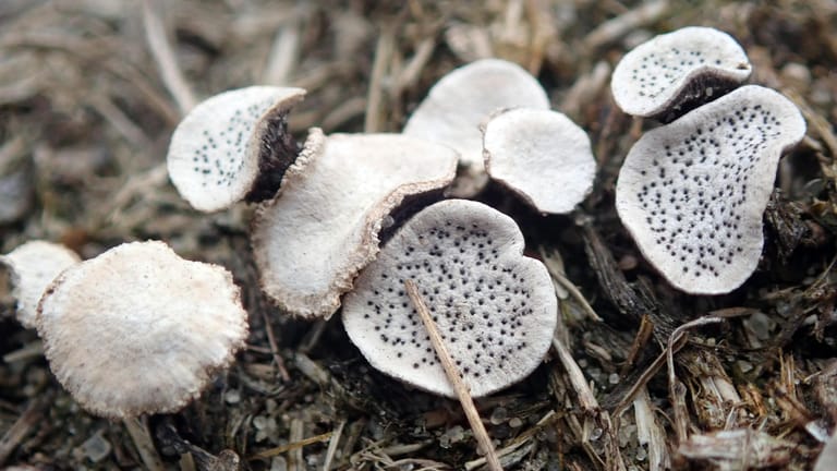 Die entdeckten Pilze: Zuletzt waren sie 1843 gefunden worden.