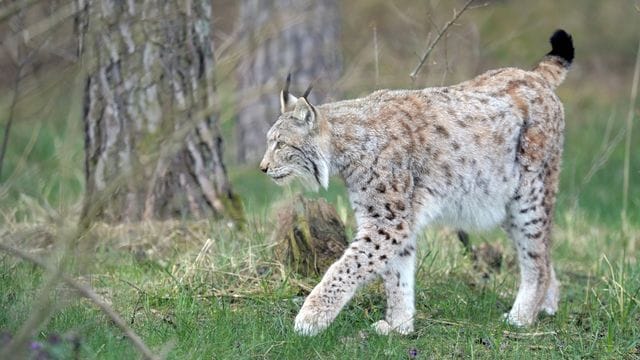 Luchs