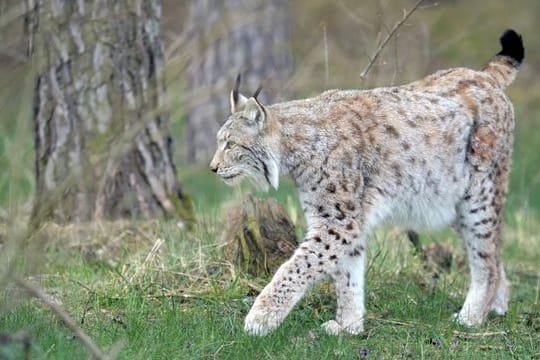 Luchs