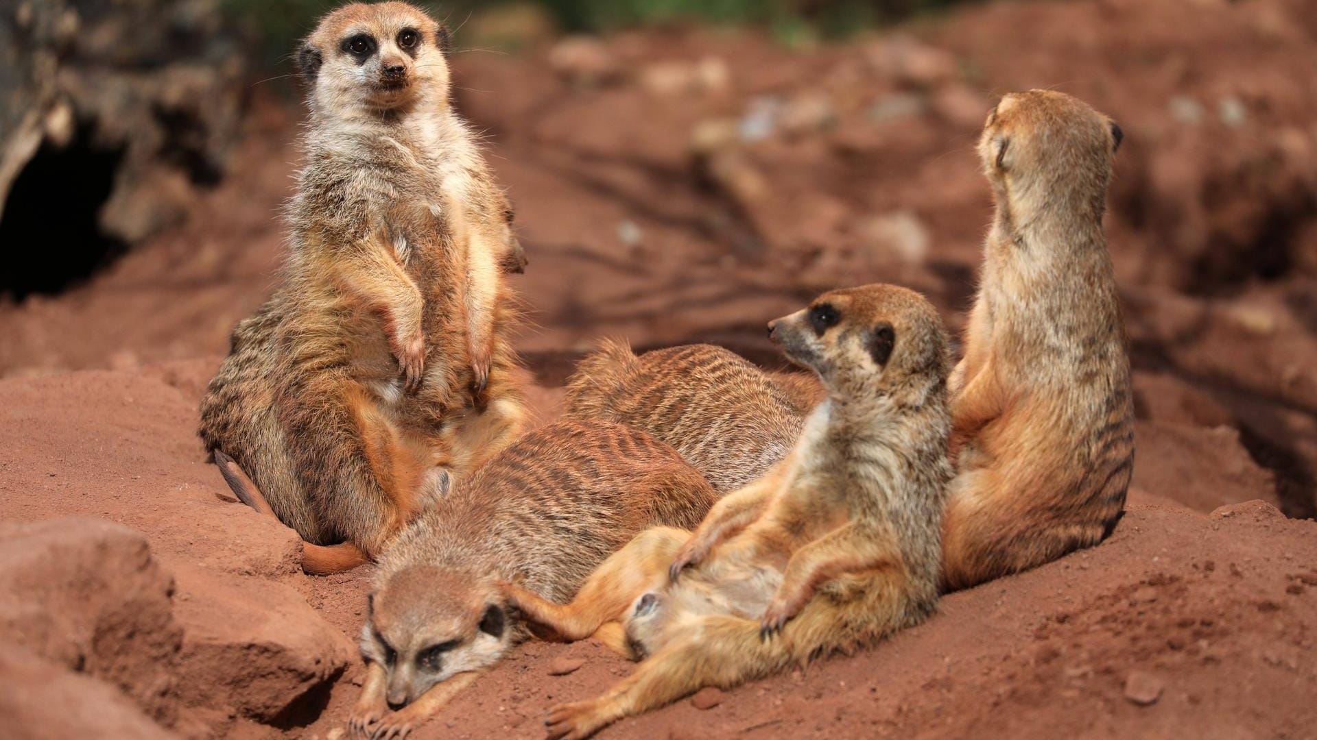 Erdmännchen in einem Gehege (Symbolbild): Die Tiere im Tierpark Hellabrunn in München sind in einem selbstgegrabenen Tunnel verschüttet worden. Erdmännchen in einem Gehege (Symbolbild): Die Tiere im Tierpark Hellabrunn in München sind in einem selbstgegrabenen Tunnel verschüttet worden.