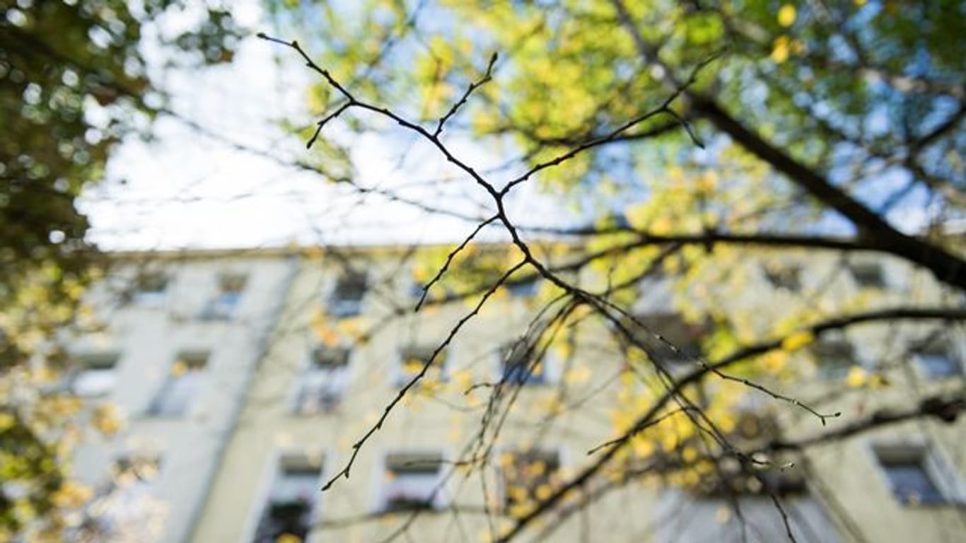 Straßenbäume in Berlin