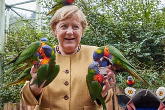 Mit Lorris im Vogelpark Marlow (Archiv): So entspannt wie bei diesem Besuch in ihrem angestammten Wahlkreis zum Ende ihrer Amtszeit hat die deutsche Öffentlichkeit Merkel selten gesehen.