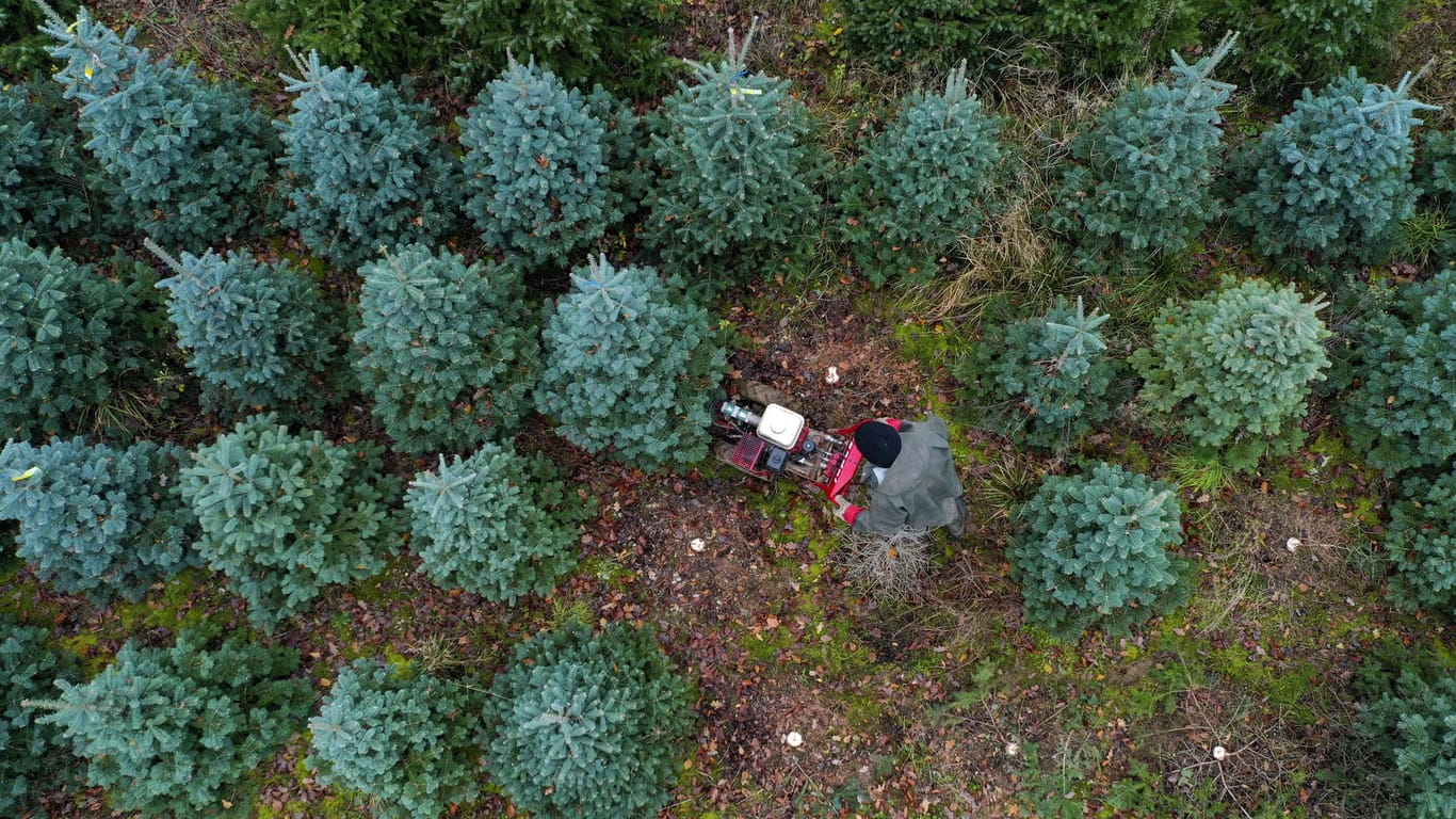 Ein Mitarbeiter fällt Weihnachtsbäume auf einer Farm in Großbritannien: In diesem Jahr müssen wohl viele Briten auf einen künstlichen Baum zurückgreifen.