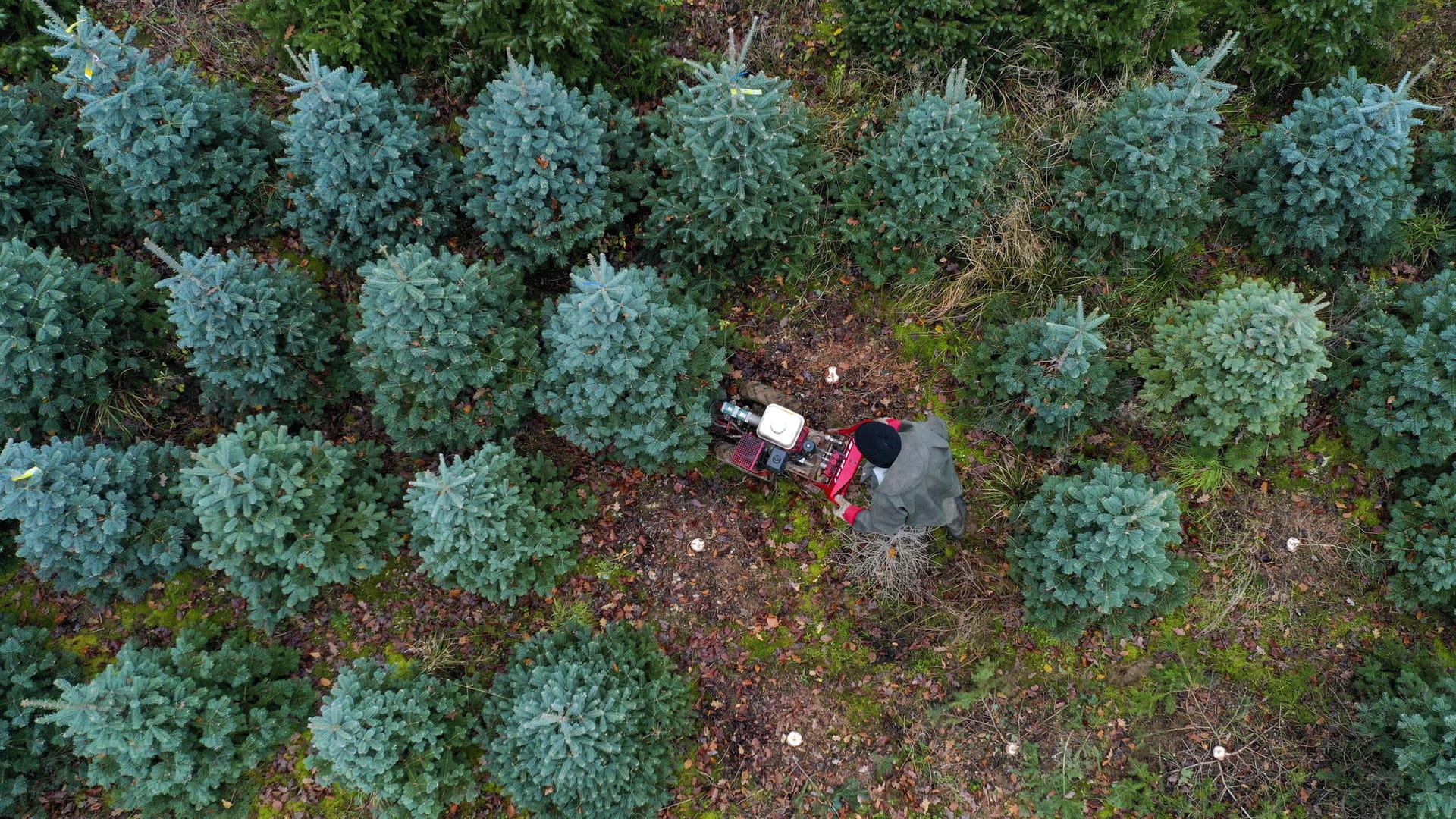 Ein Mitarbeiter fällt Weihnachtsbäume auf einer Farm in Großbritannien: In diesem Jahr müssen wohl viele Briten auf einen künstlichen Baum zurückgreifen.