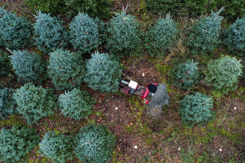 Ein Mitarbeiter fällt Weihnachtsbäume auf einer Farm in Großbritannien: In diesem Jahr müssen wohl viele Briten auf einen künstlichen Baum zurückgreifen.