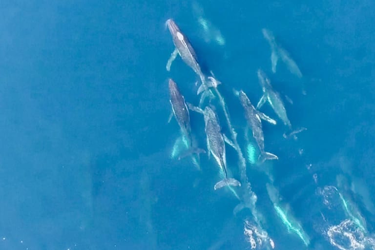 Seltene Aufnahmen von Meeresgiganten: Diese unglaublichen Videos zeigen eine ungewöhnlich große Gruppe von Buckelwalen.