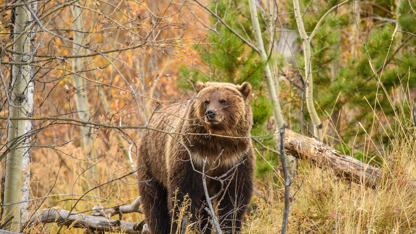 Ein Grizzlybär steht im Wald (Symbolbild). In Kanada ist eine Bärin von einem anderen Tier getötet worden.