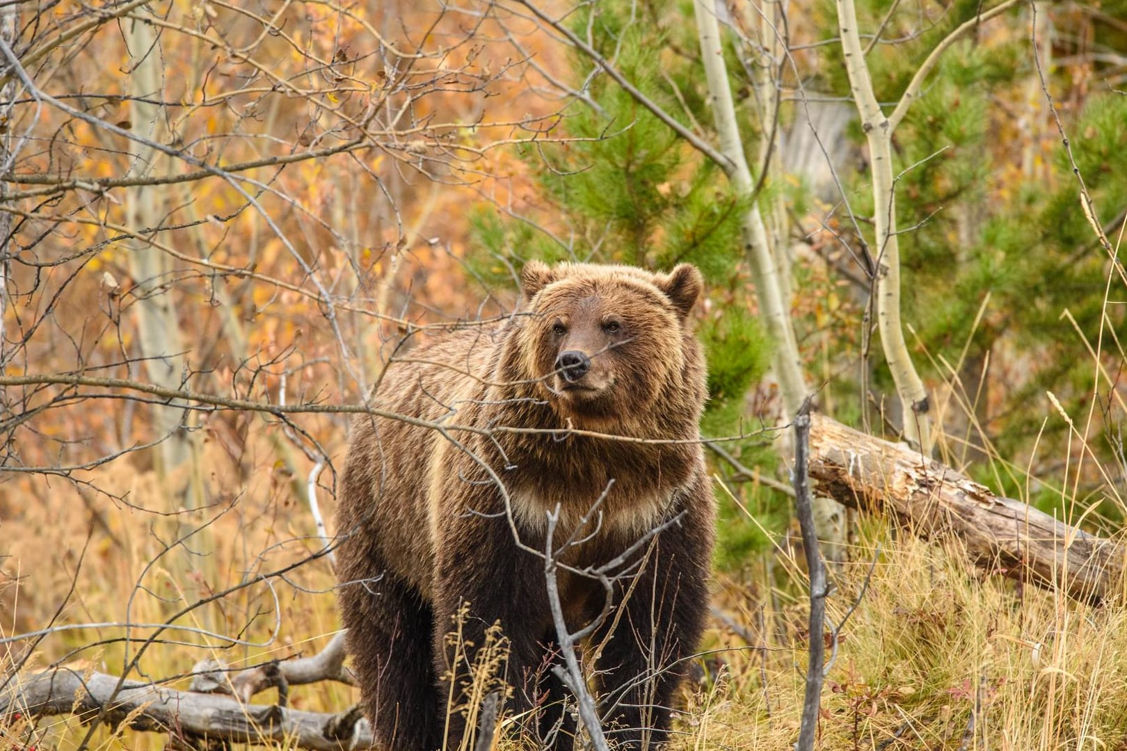 Ein Grizzlybär steht im Wald (Symbolbild). In Kanada ist eine Bärin von einem anderen Tier getötet worden.