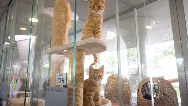 Leseprojekt Kinder lesen Katzen vor Leseprojekt Kinder lesen Katzen vor
