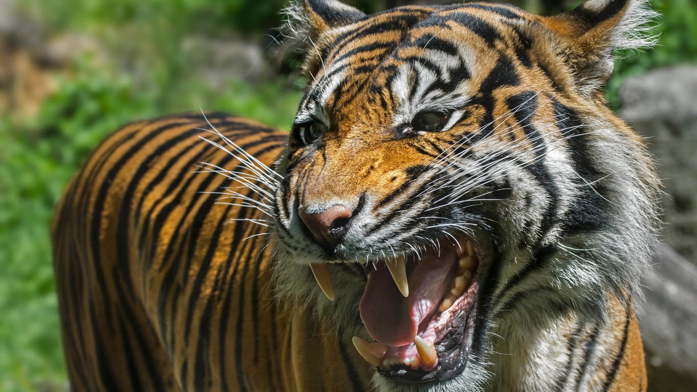 Sumatra-Tiger: Bereits zum zweiten Mal innerhalb eines Monats hat einer dieser Tiger in Indonesien einen Menschen getötet.