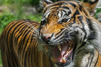 Sumatra-Tiger: Bereits zum zweiten Mal innerhalb eines Monats hat einer dieser Tiger in Indonesien einen Menschen getötet.