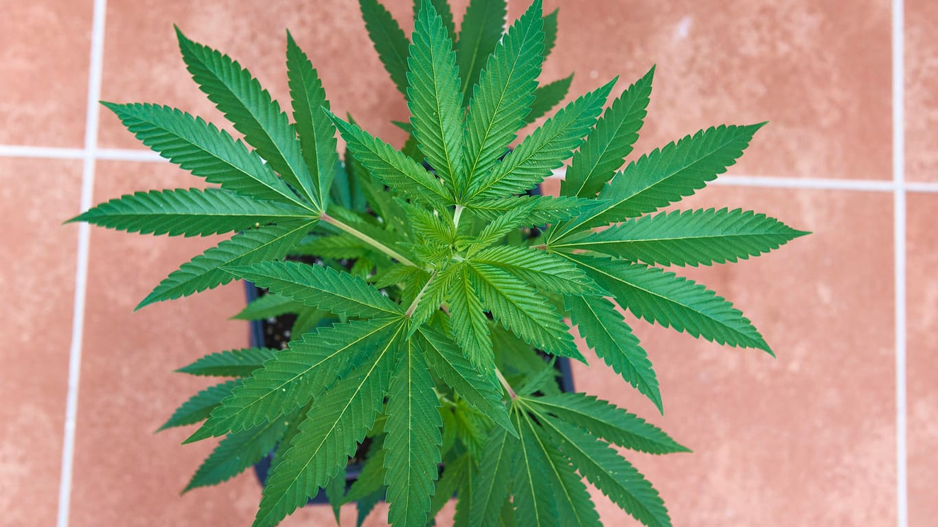 Cannabispflanze in einem Topf: Der Seniorin gefiel das Aussehen der Pflanze (Symbolbild).