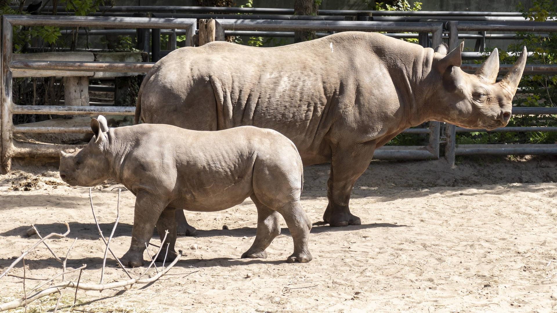 Nashorn Karl mit Mutter Betty (Archivfoto): Er zog mit seiner Mutter vor zwei Jahren in den Zoo Berlin. Nashorn Karl mit Mutter Betty (Archivfoto): Er zog mit seiner Mutter vor zwei Jahren in den Zoo Berlin.