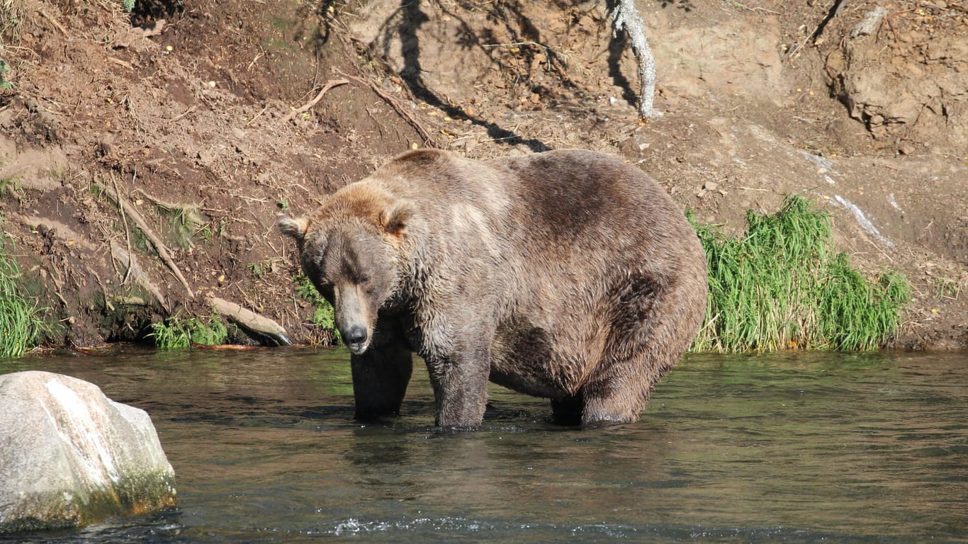 Otis, der ältere Braunbär: Nach ihrem Winterschlaf im Frühjahr sind die Bären noch seh dünn. Den ganzen Sommer über essen sie sich für den nächsten Winter fett.