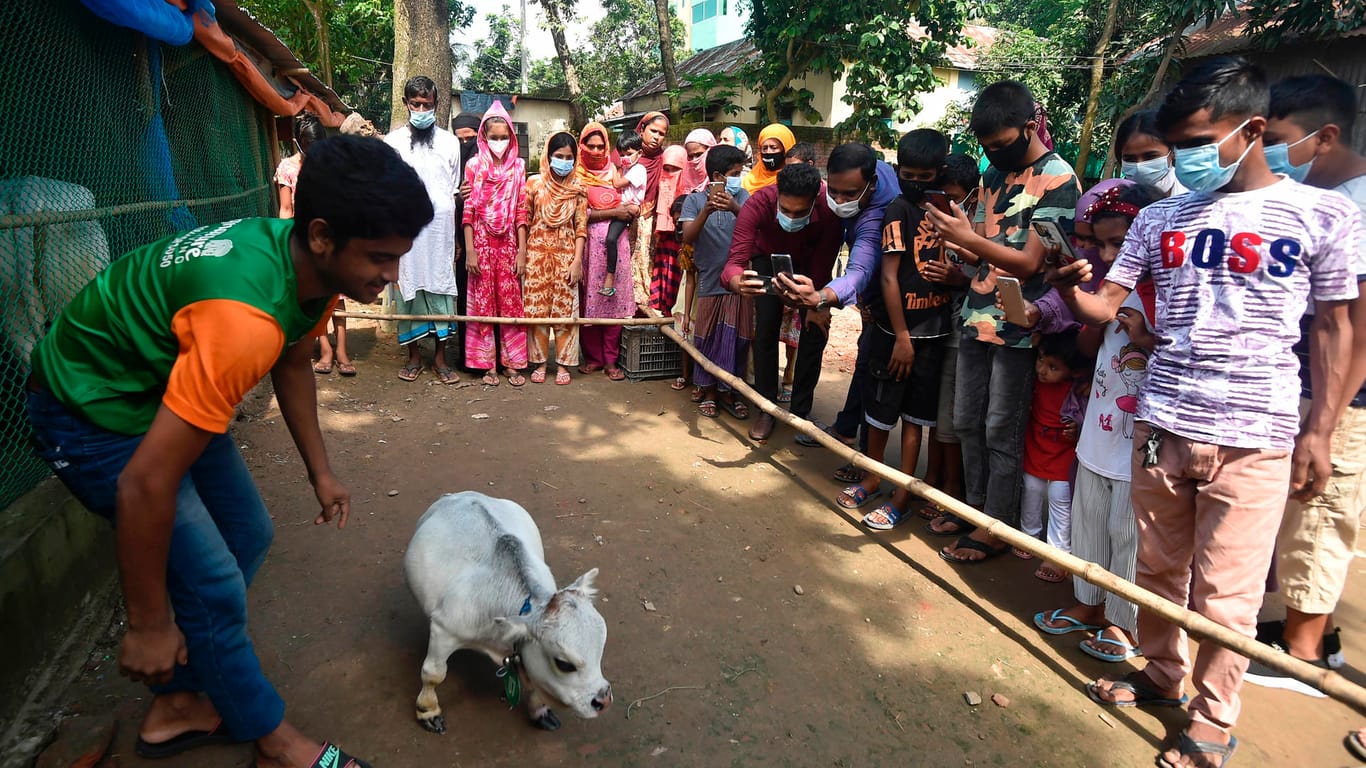 Menschen stehen Schlange und fotografieren eine Zwergkuh namens Rani: Die kleine Kuh starb an einer Lebensmittelvergiftung.