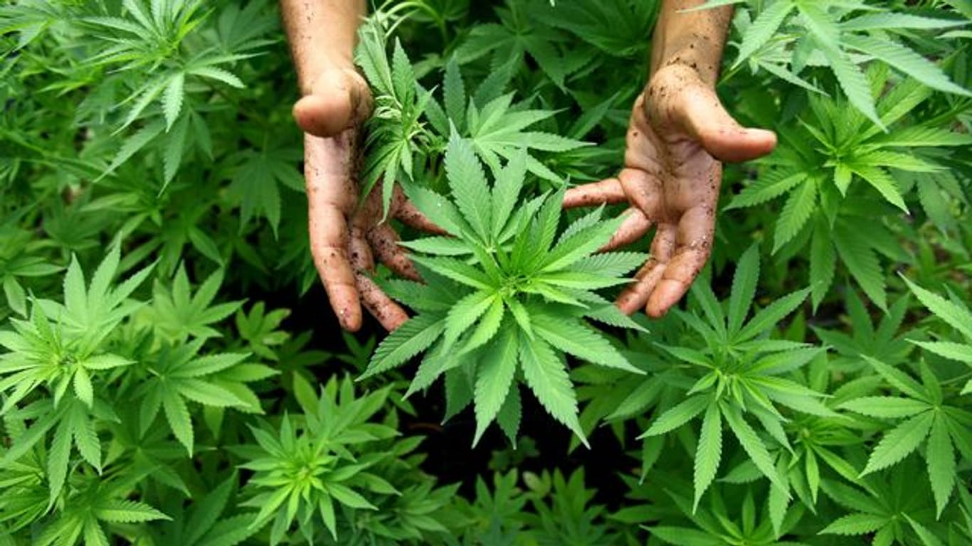 Hanf (Cannabis) wächst in einer Plantage