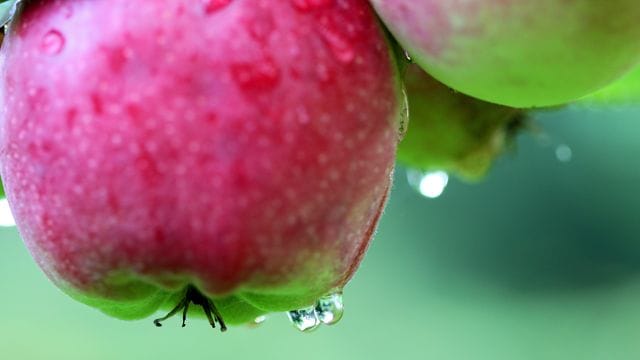 Bei Nässe können sich die Sporen des Pilzes gut verbreiten.