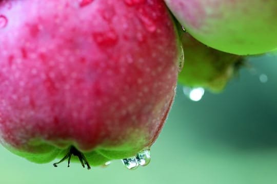 Bei Nässe können sich die Sporen des Pilzes gut verbreiten.