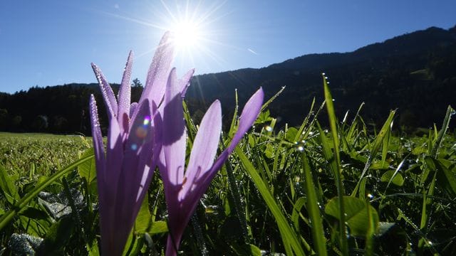 Herbstzeitlose blühen auf einer Wiese Herbstzeitlose blühen auf einer Wiese