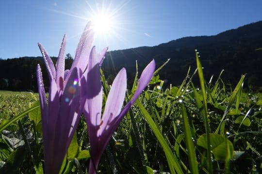 Herbstzeitlose blühen auf einer Wiese