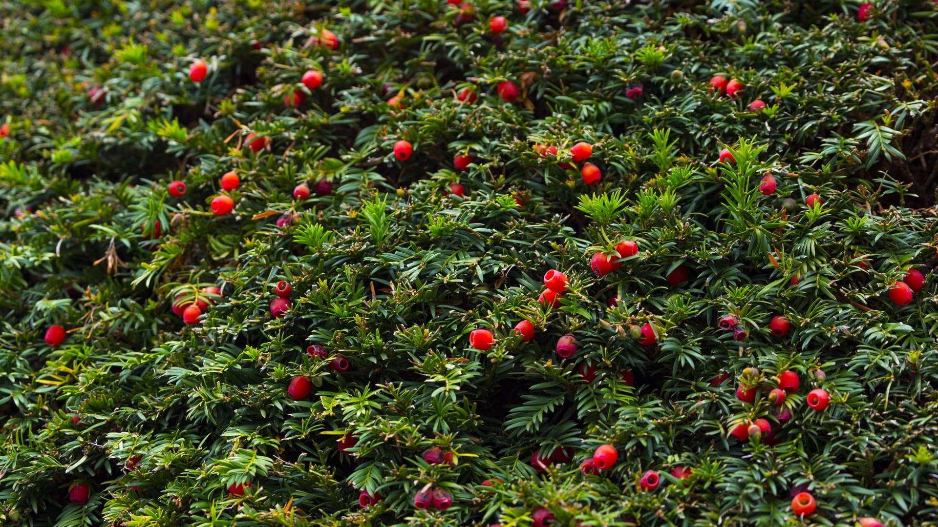 Eibe (Taxus baccata): Die erbsengroßen Samen sind giftig, aber das rote Fruchtfleisch nicht.