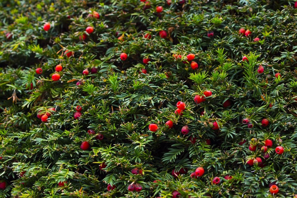 Eibe (Taxus baccata): Die erbsengroßen Samen sind giftig, aber das rote Fruchtfleisch nicht.